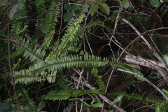 Nephrolepis cordifolia