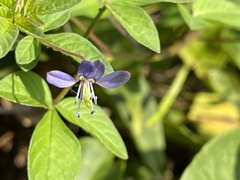 Cleome rutidosperma