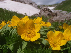 Trollius ranunculinus