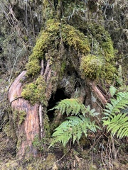 Podocarpus laetus