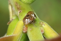 Clastoptera xanthocephala