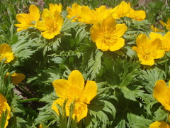 Trollius ranunculinus