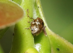 Clastoptera xanthocephala