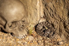 Crotalus oreganus helleri