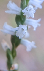 Spiranthes tuberosa