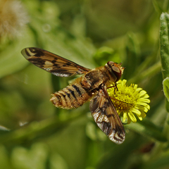 Poecilanthrax arethusa