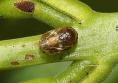Clastoptera xanthocephala