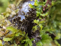 Pseudocyphellaria