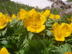 Trollius ranunculinus