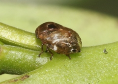 Clastoptera xanthocephala