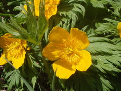 Trollius ranunculinus