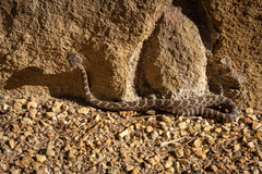 Crotalus oreganus helleri