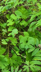 Sanguinaria canadensis
