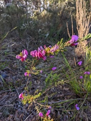 Gompholobium scabrum