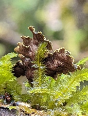 Pseudocyphellaria