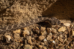 Crotalus oreganus helleri