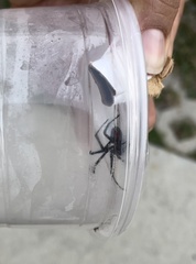 Latrodectus hesperus
