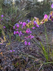 Gompholobium scabrum