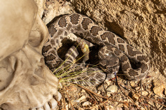 Crotalus oreganus helleri