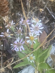 Eurybia radulina