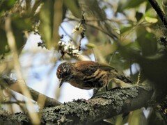 Picumnus nebulosus