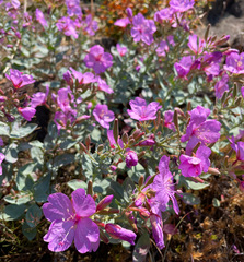 Epilobium rigidum