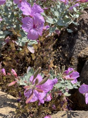 Epilobium rigidum
