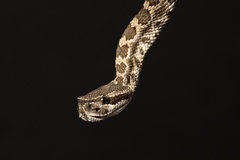 Crotalus oreganus helleri