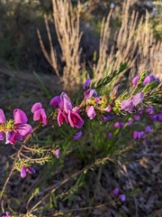 Gompholobium scabrum