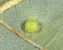 Caryomyia caryae