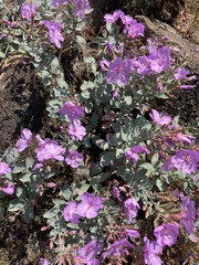 Epilobium rigidum