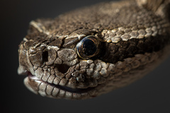 Crotalus oreganus helleri