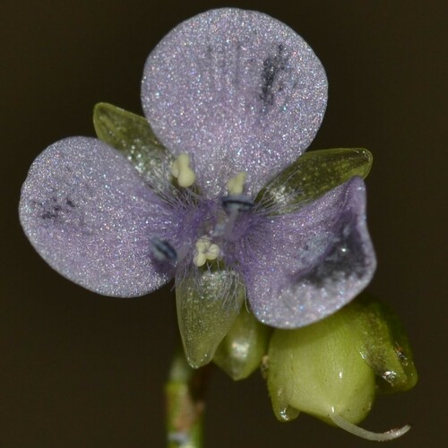 Murdannia nudiflora, 2022-09-08
