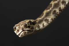 Crotalus oreganus helleri
