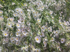 Boltonia asteroides