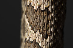 Crotalus oreganus helleri