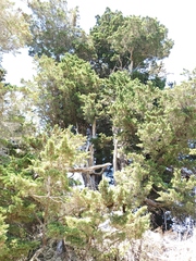Cupressus macrocarpa