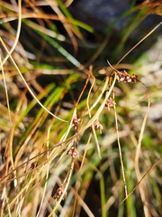 Oreojuncus trifidus