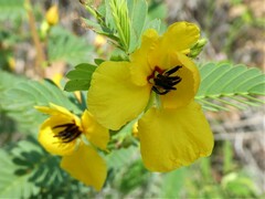 Chamaecrista fasciculata