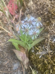Eurybia radulina