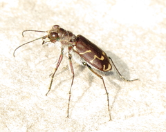 Cicindela tranquebarica