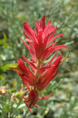 Castilleja applegatei