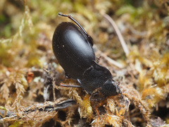 Metrius