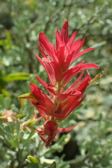 Castilleja applegatei