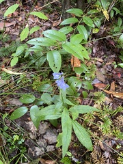 Lobelia amoena
