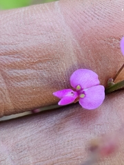 Desmodium ciliare