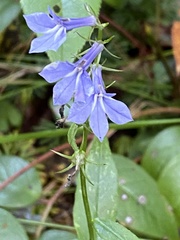 Lobelia amoena