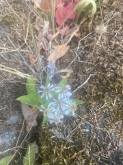 Eurybia radulina