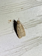 Autosticha kyotensis