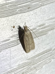 Autosticha kyotensis